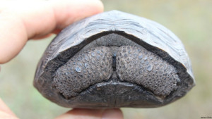 Baby Galapagos Tortoise! So adorable! Picture from www.thedodo.com