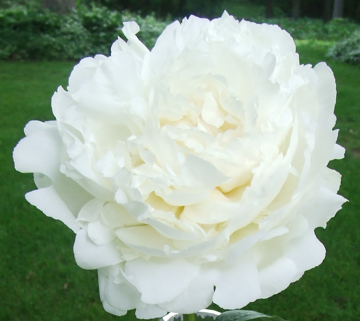 A pure white flower is often the depiction of virginity. I chose a peony because it's one of my favourite flowers, and it's symbolic in a way - ants have to eat away the exterior waxy coat before the flower can bloom. Image from www.bridgewatergardens.com