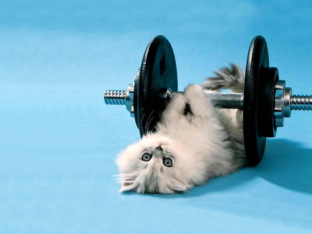 Cute exercise picture. Because cute. Image from pinterest.